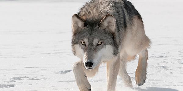 gray wolf