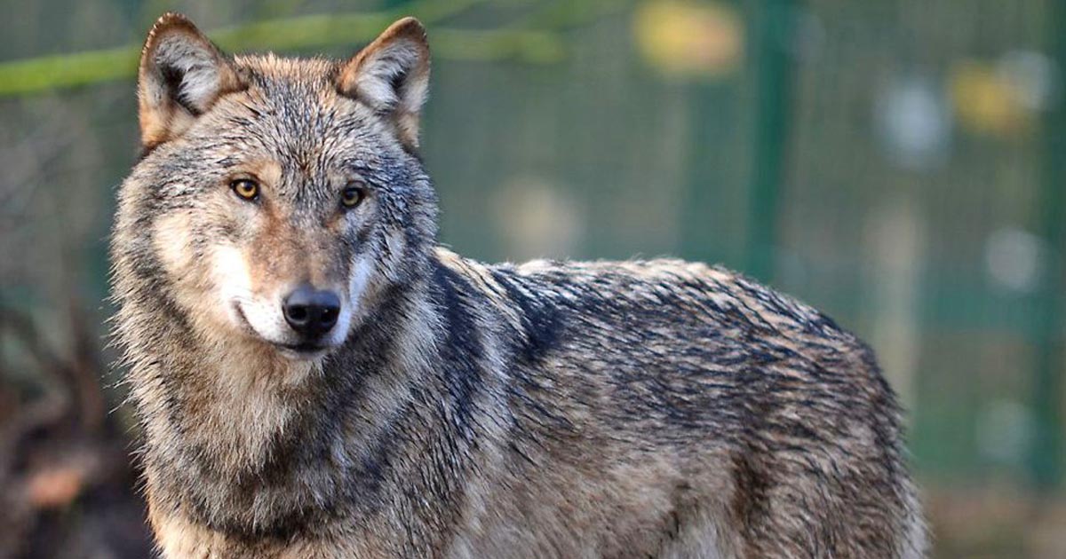Sen. Johnson Statement on Gray Wolf Delisting by Biden Administration
