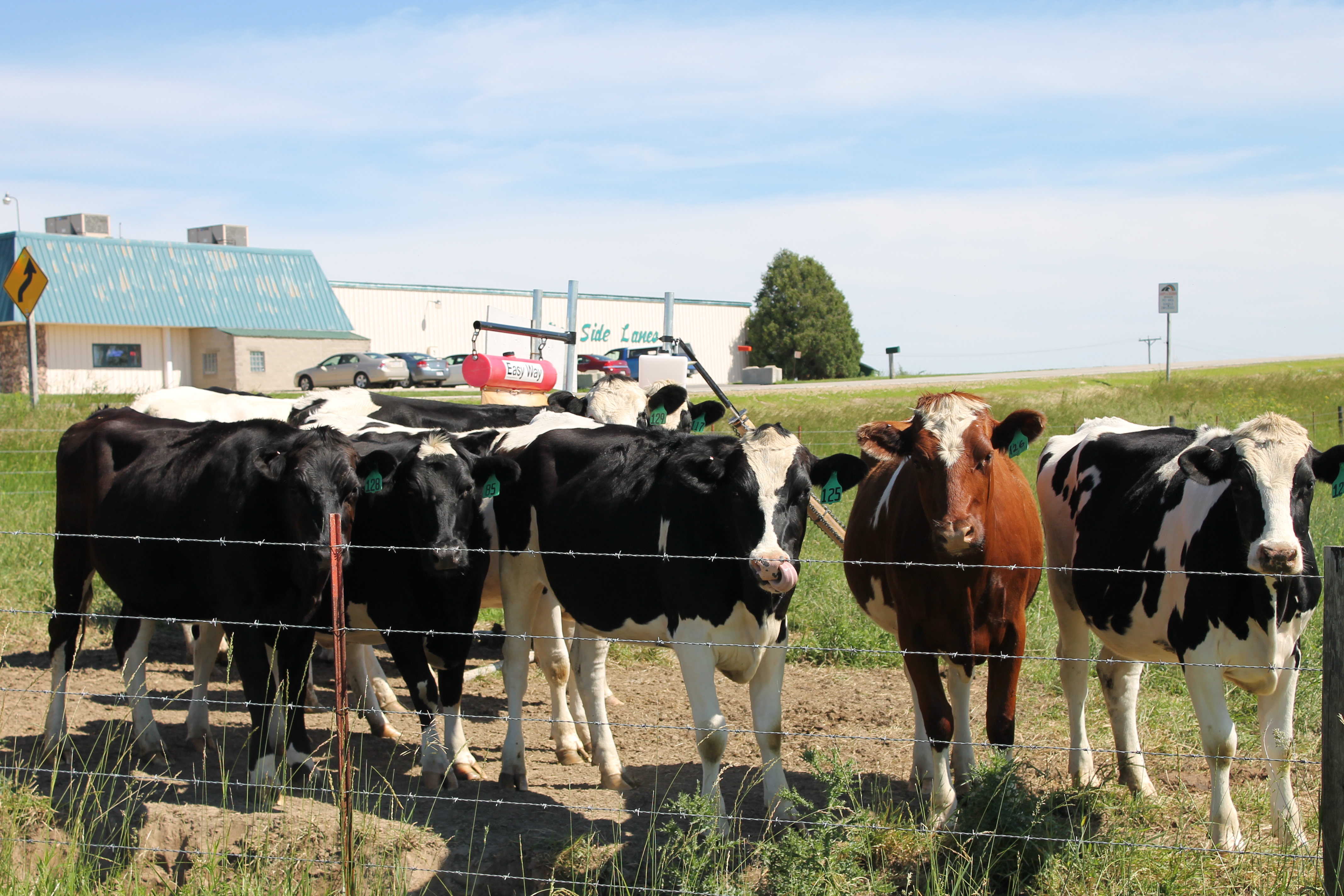 Ron in Dairyland
